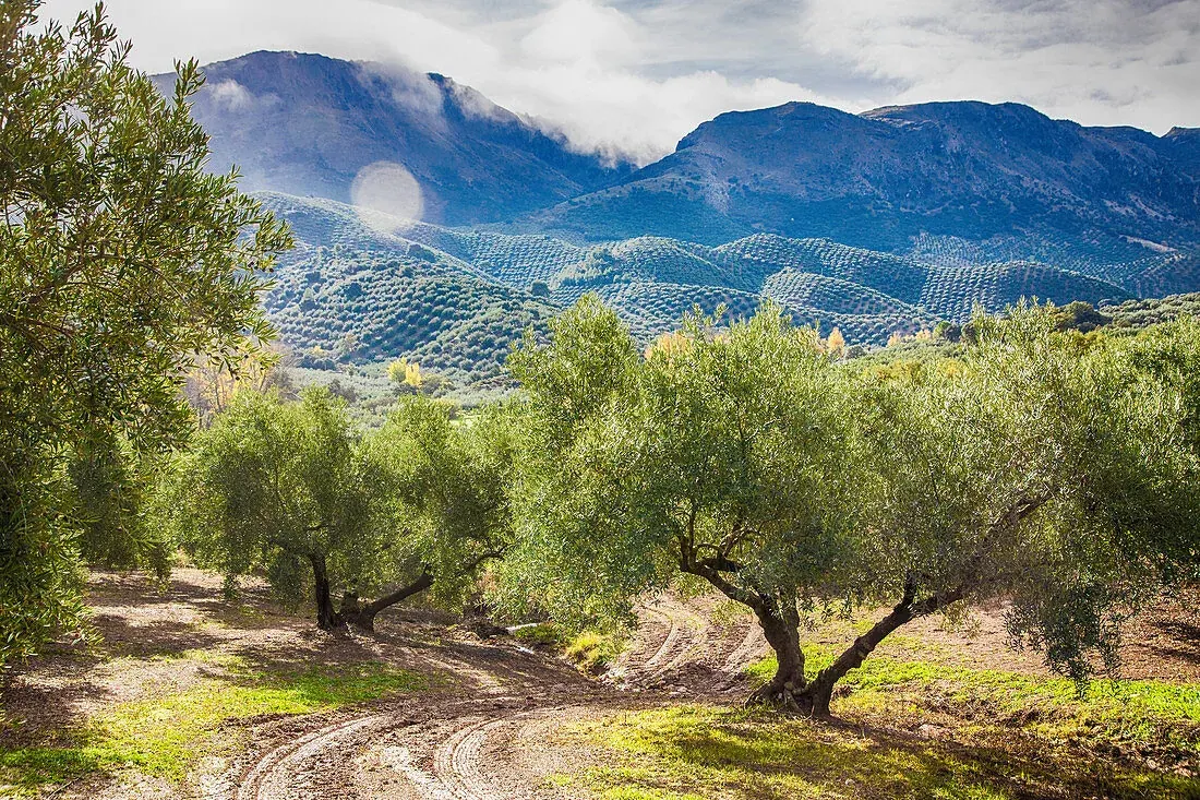 Old olive trees and cultivated terraces beneath an Andalusian mountain range